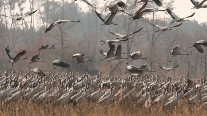 Les cultures du Verteillacois peuvent accueillir d'importants groupes de grues en halte migratoire en automne