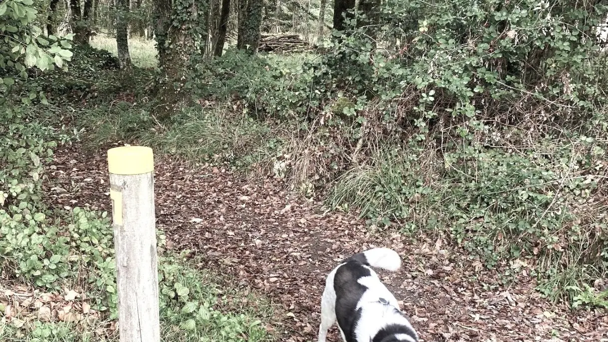 MEYRALS-Boucle de Carmensac-Chemin-Chien