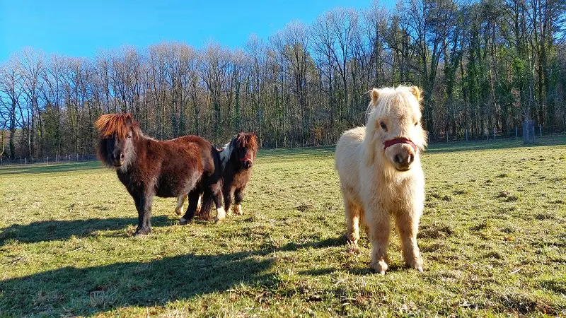 Montignac_Ferme des petites oreilles_Poneys_janvier 2024©fermedespetitesoreilles