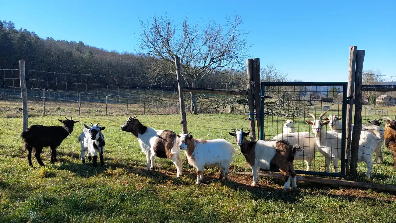 Montignac_La Ferme des petites oreilles_chèvres extra-naines_janvier 2