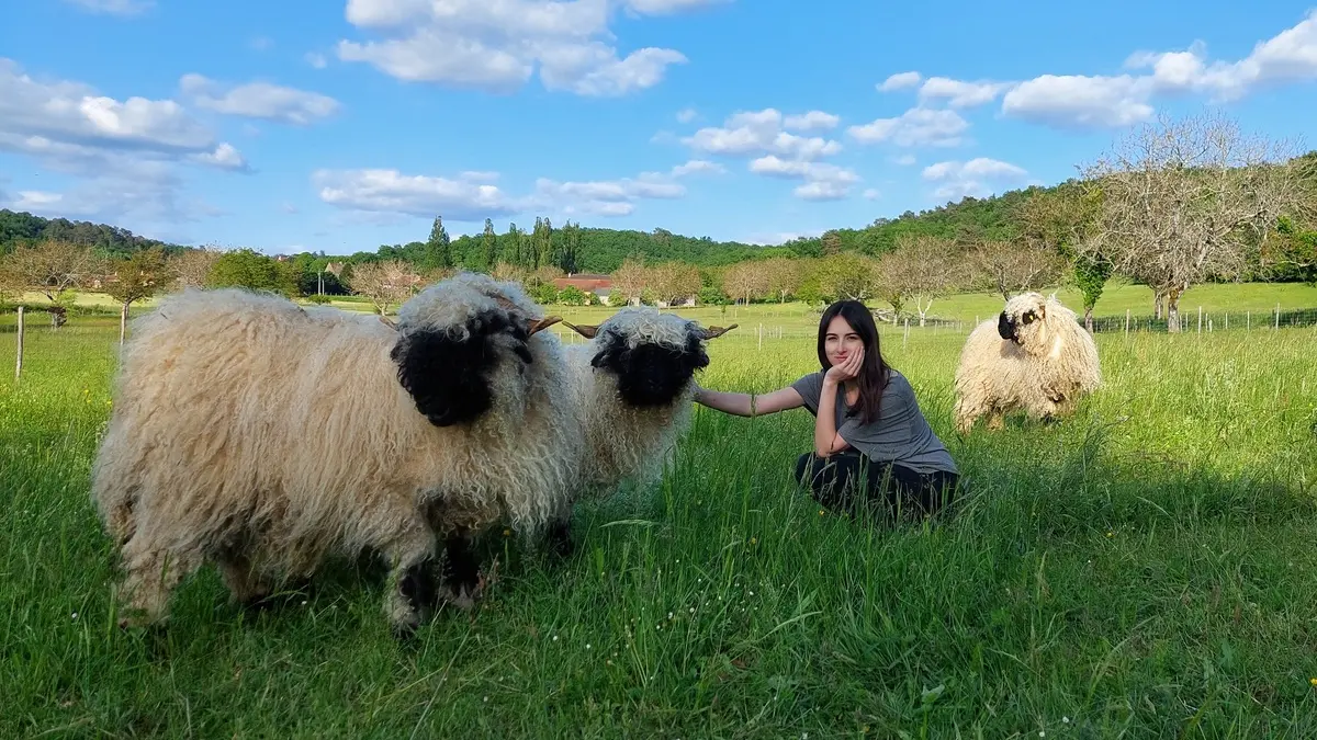 Montignac_La ferme des petites oreilles_Moutons nez noirs du valais_janvier 3