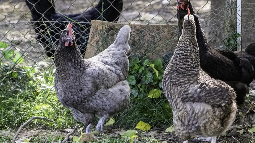 Nos poules