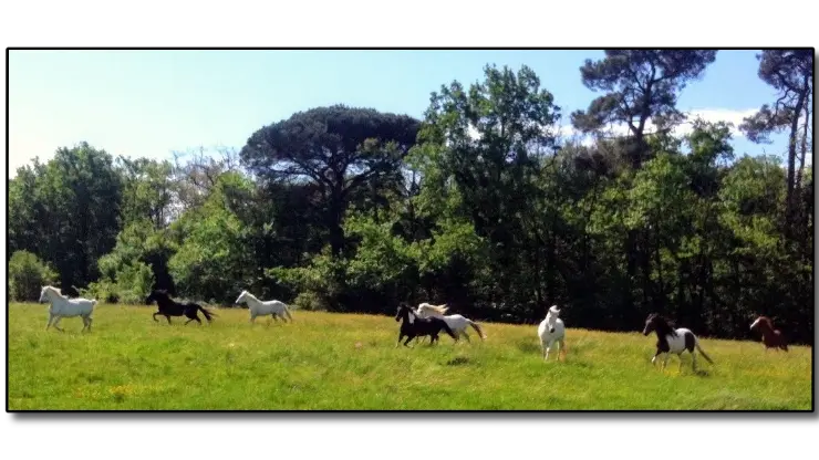 Au galop dans les prés !