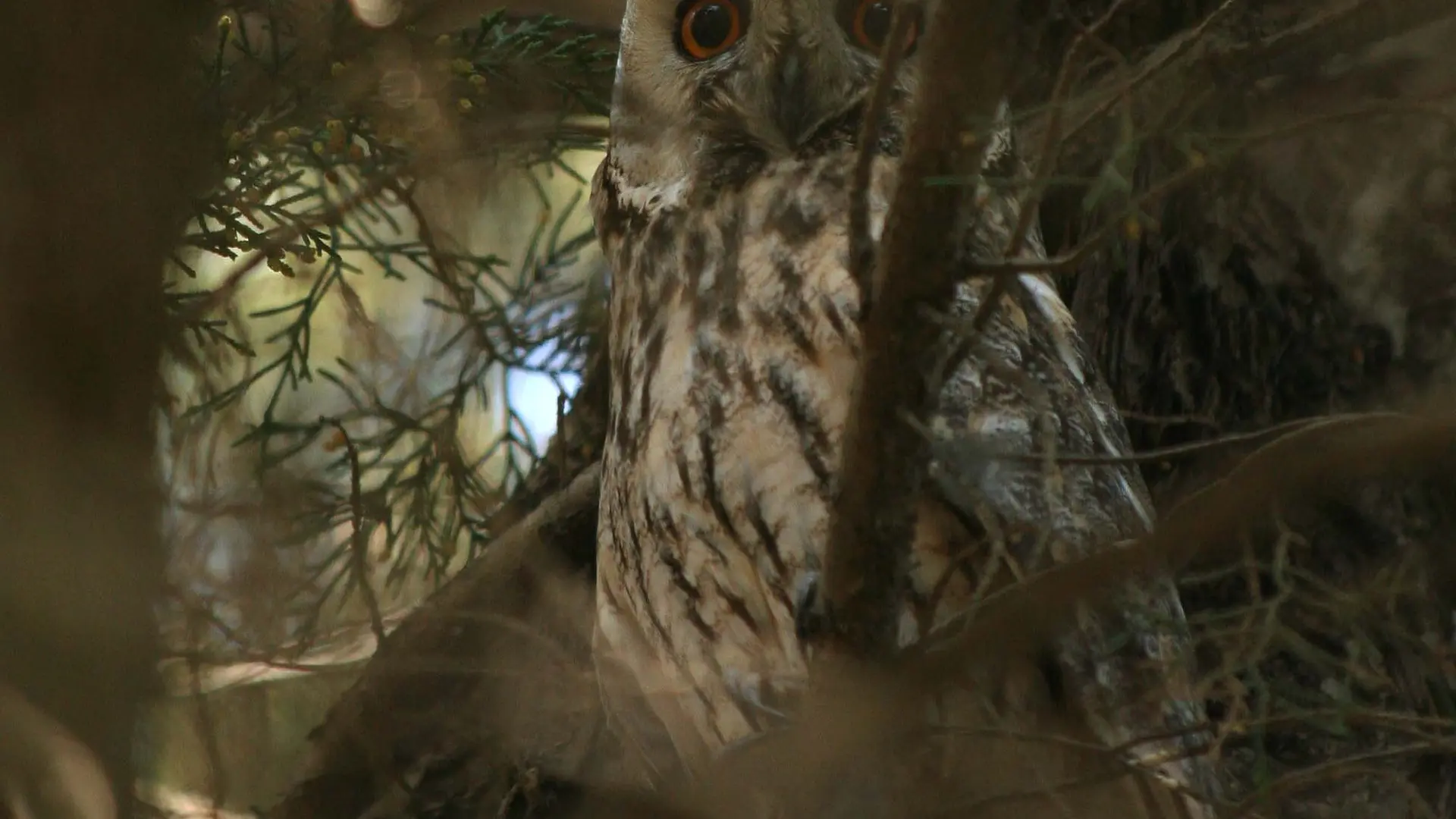 On recherchera le hibou moyen-duc dans les prairies au nord de Fontaine