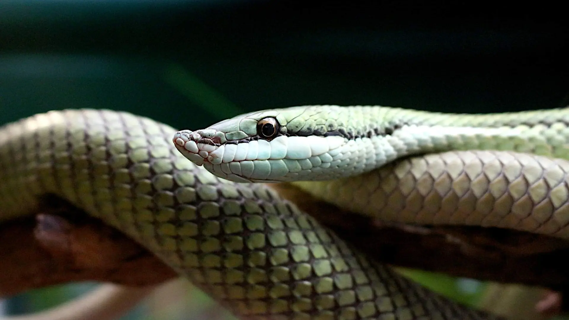 Reptiland