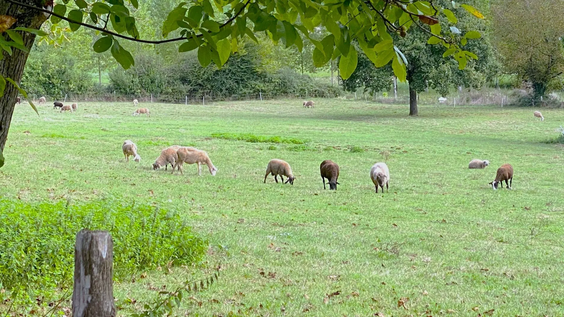 PRATS-DU-PERIGORD-Boucle des Mines-Moutons 2