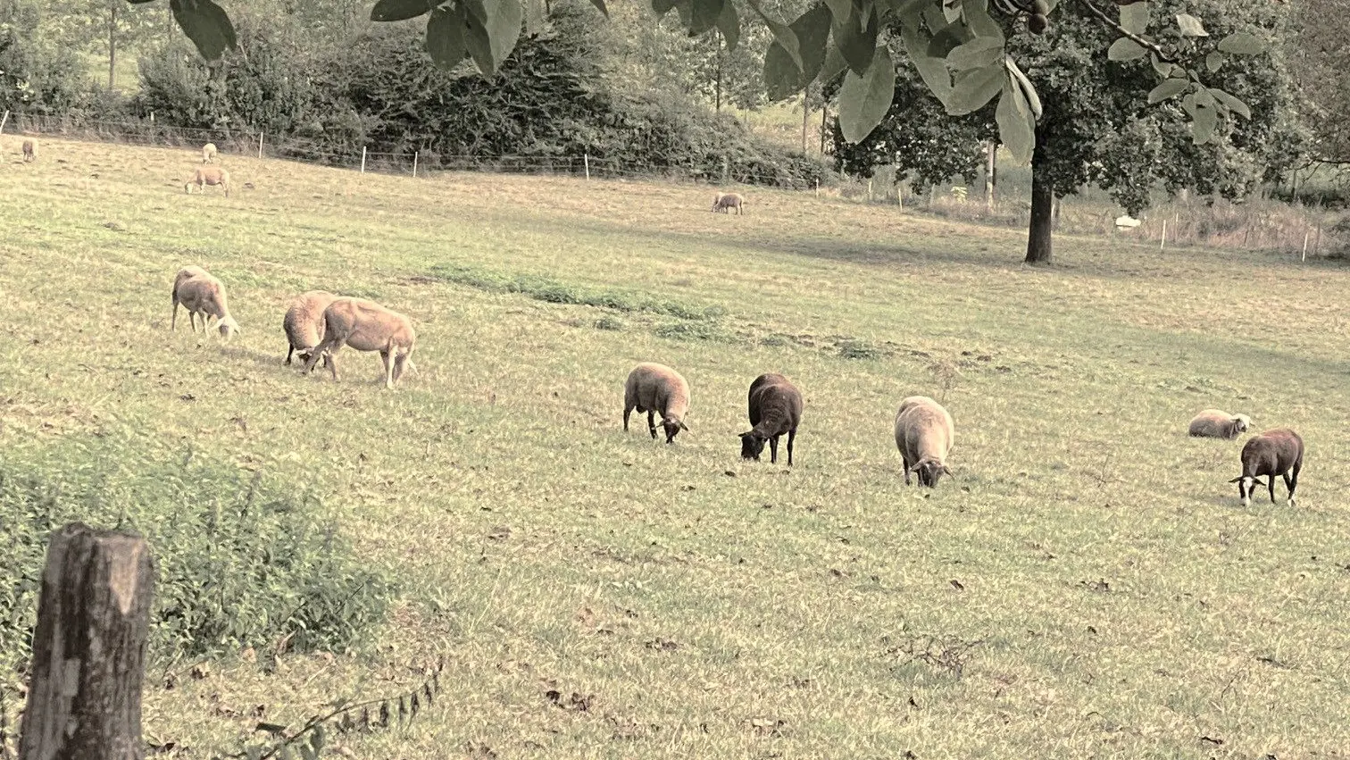 PRATS-DU-PERIGORD-Boucle des Mines-Moutons