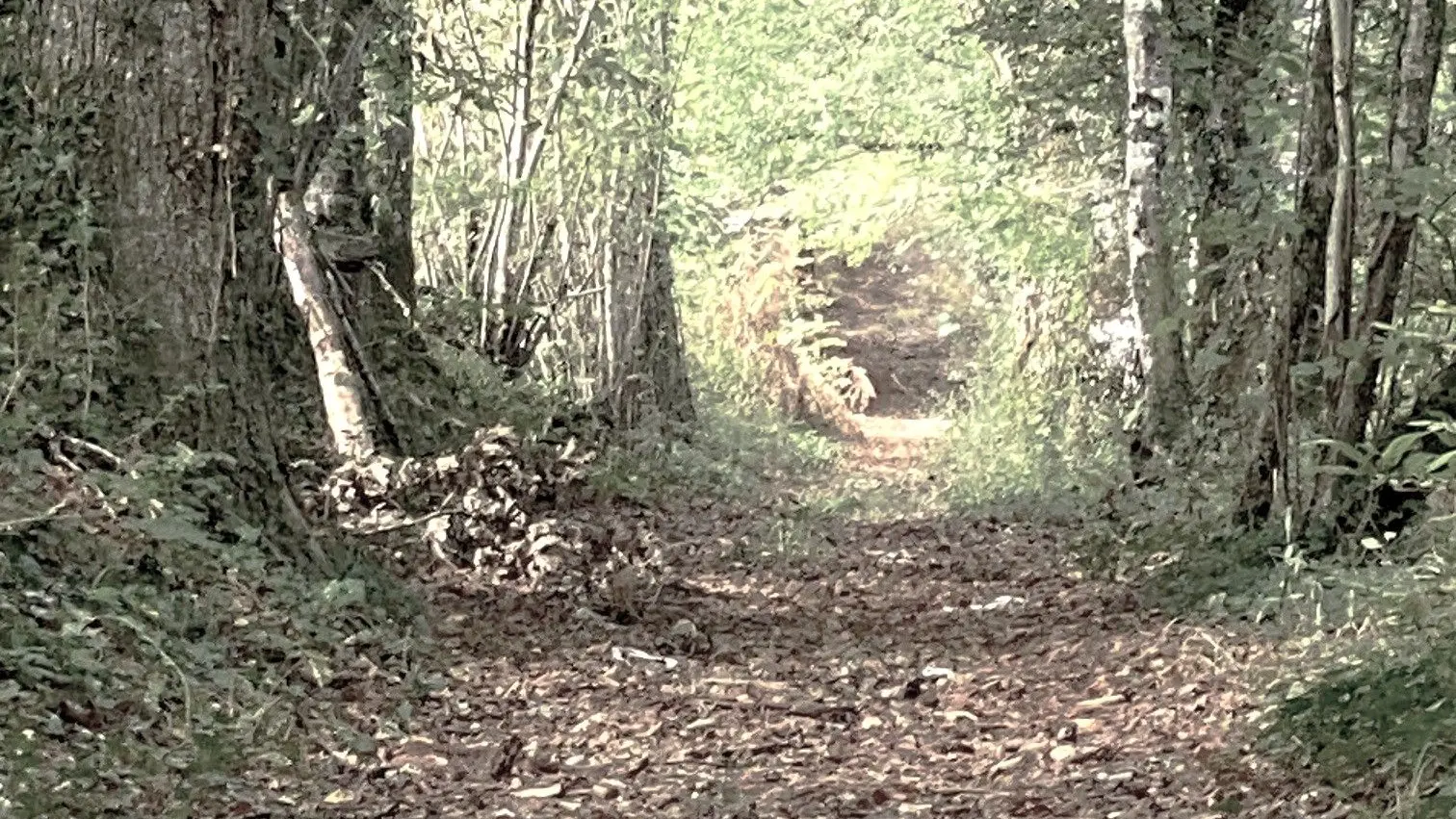 PRATS-DU-PERIGORD-Boucle des Mines-Chemin