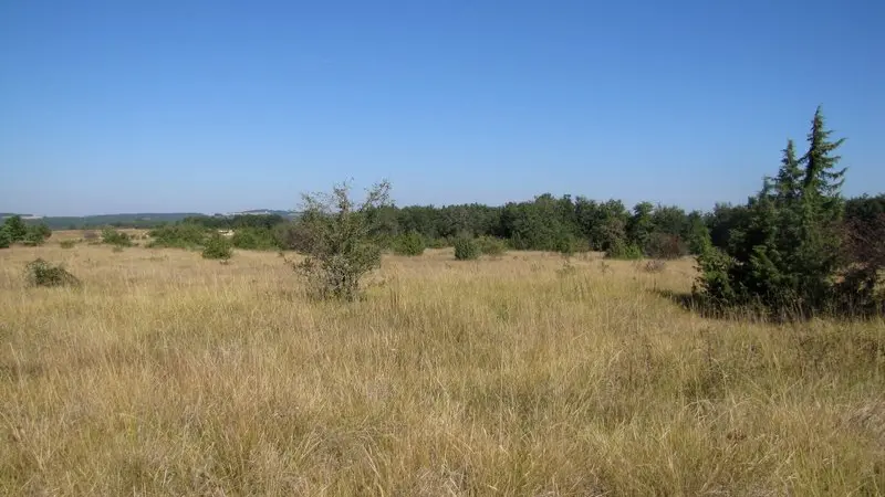 Pelouse sèche à alouette sur le plateau