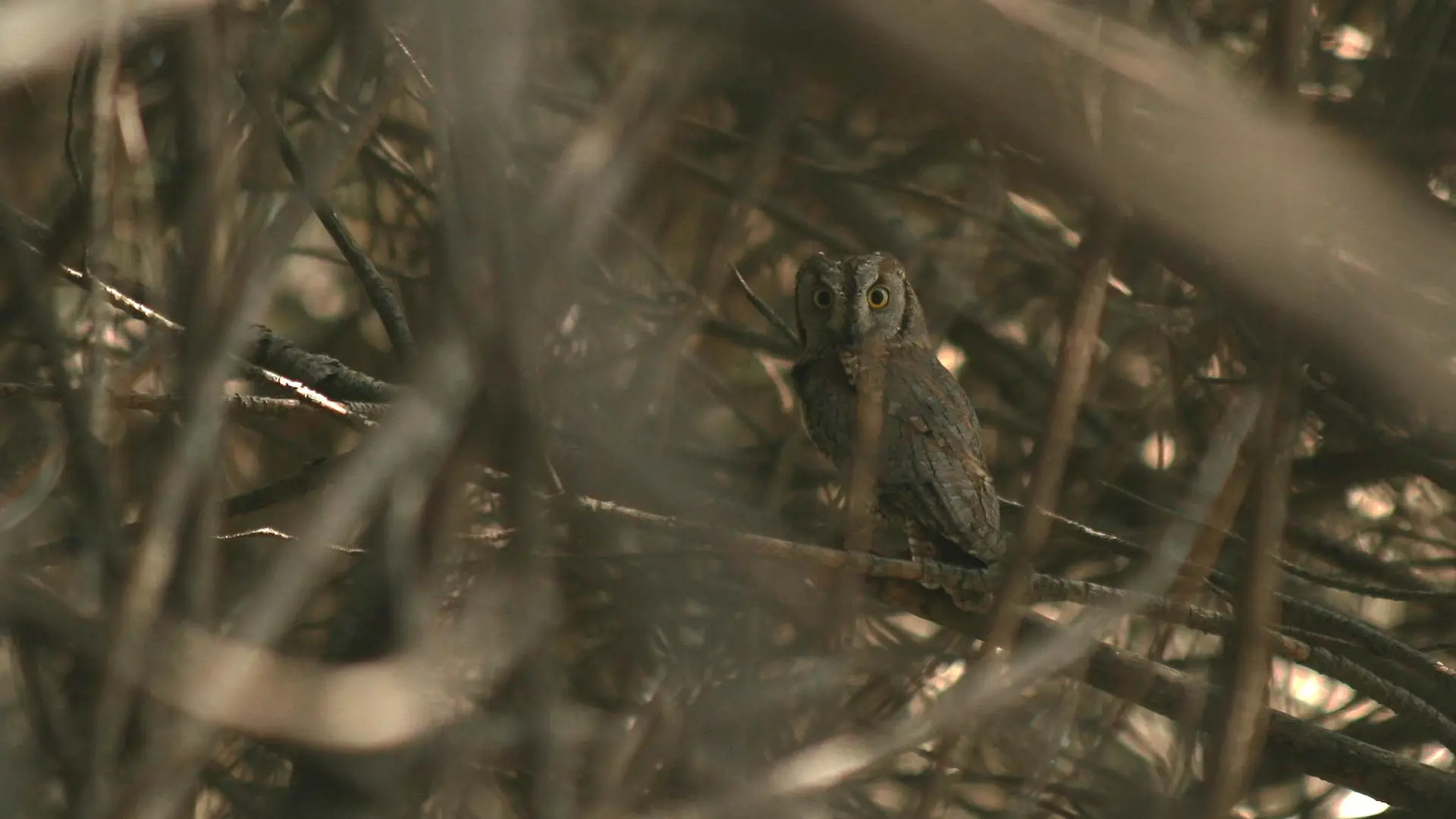 Le petit-duc Scops est sans doute plus présent qu'on ne le pense, mais tellement discret!