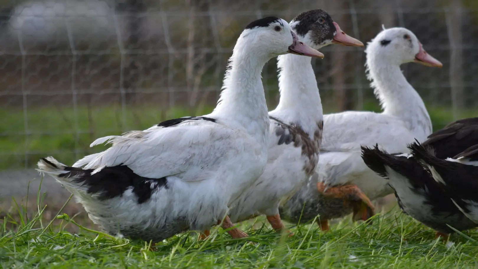 Photos-pour-encart---Ferme-de-Fages--