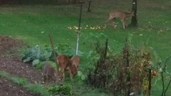 chevreuils en lisière de forêt