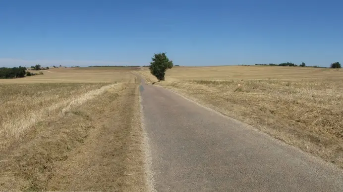 Plaine typique à Oedicnème criard