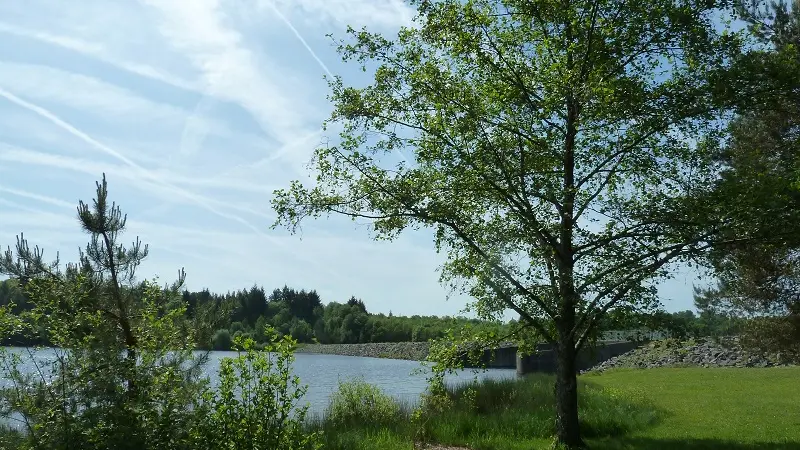 Plan d'eau de Miallet arbre