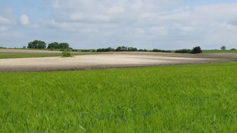 Plusieurs couples d'oedicnèmes nichent dans les cultures du plateau