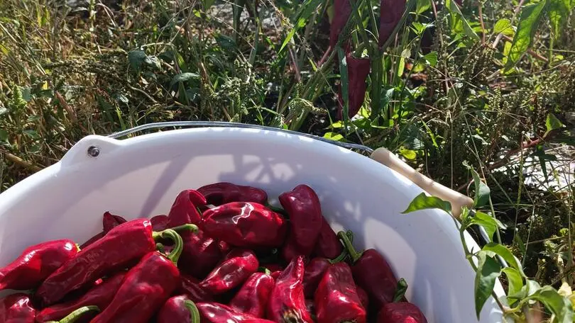 Ramassage des piments