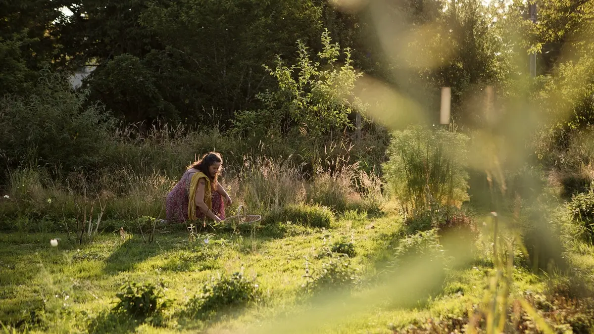 Récolte plantes médicinales jardin  Les Simples Sauvages