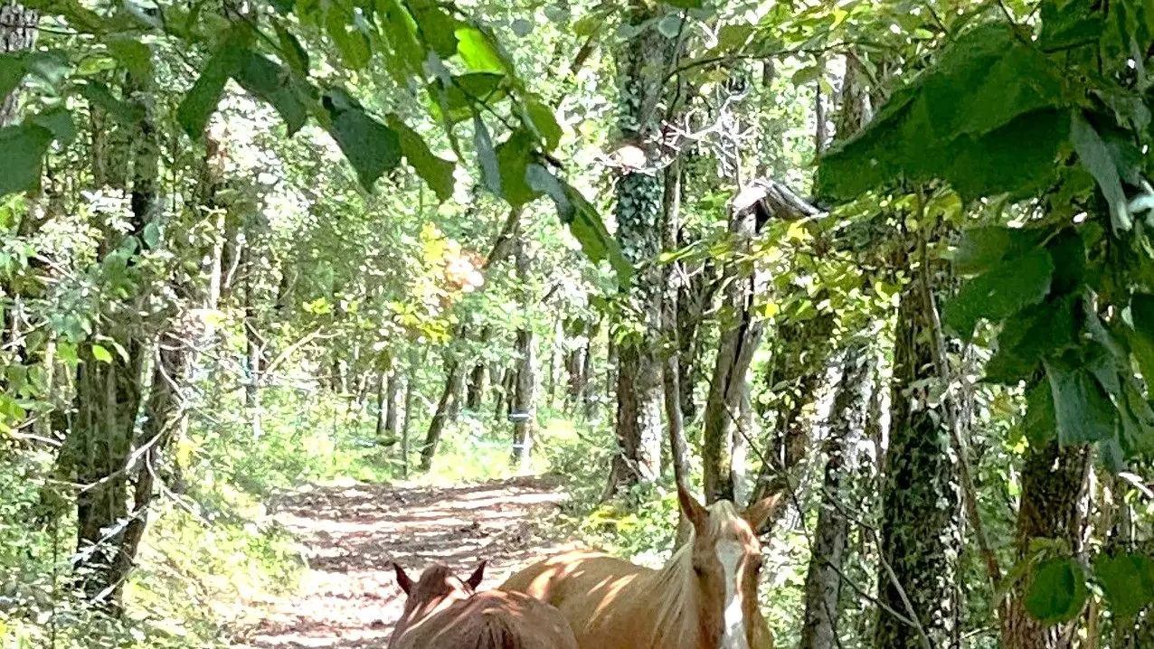 SAINT ALVERE-Boucle de la Louyre-Chevaux