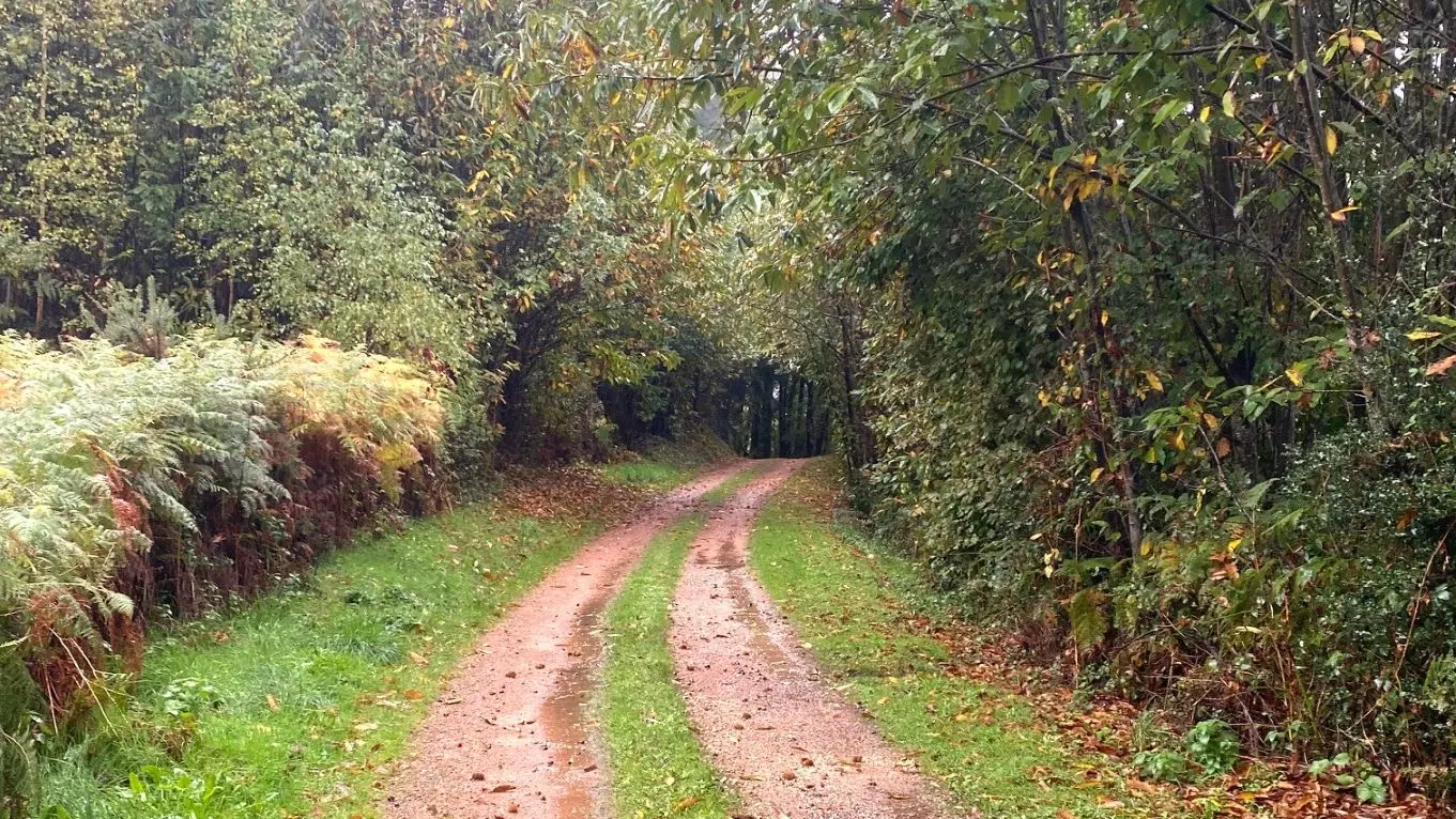 SAINT-BARTHELEMY-DE-BUSSIERE-Boucle de la Morinie-Chemin