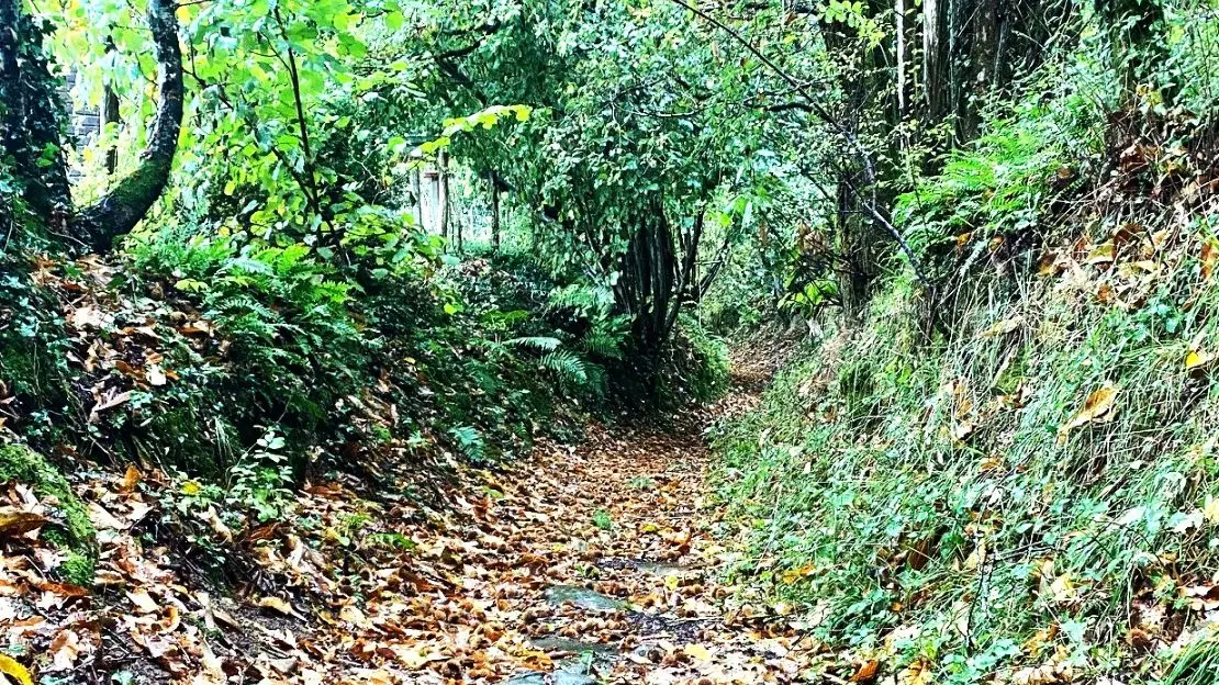 SAINT-BARTHELEMY-DE-BUSSIERE-Boucle du Bourg-Chemin 2