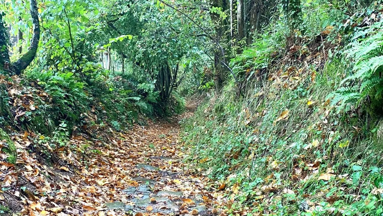 SAINT-BARTHELEMY-DE-BUSSIERE-Boucle du Chatenet-Chemin