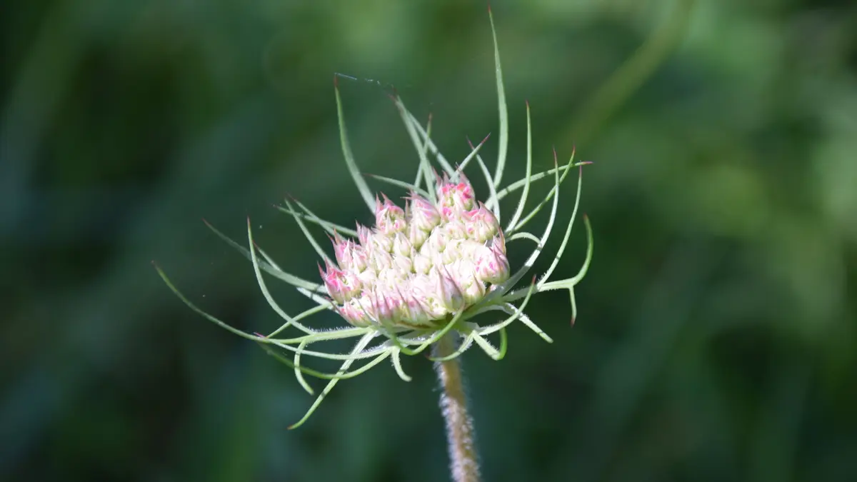 SAINT FRONT ALEMPS F