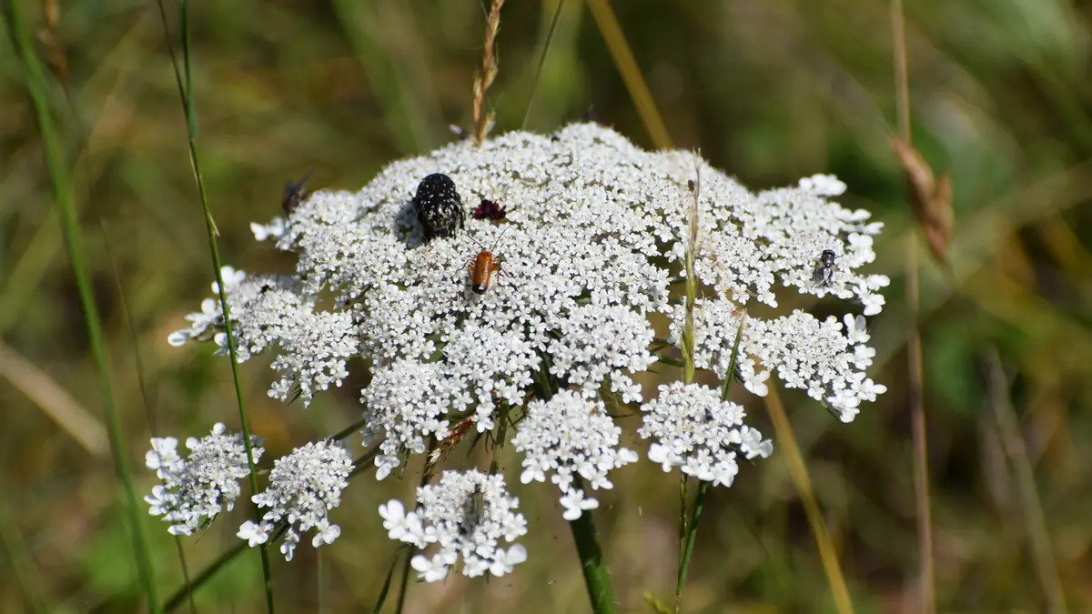 SAINT FRONT ALEMPS F2