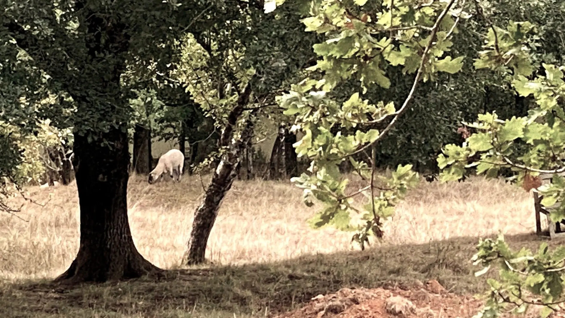 SAINT-FRONT-SUR-NIZONNE-Boucle de la Nizonne-Mouton