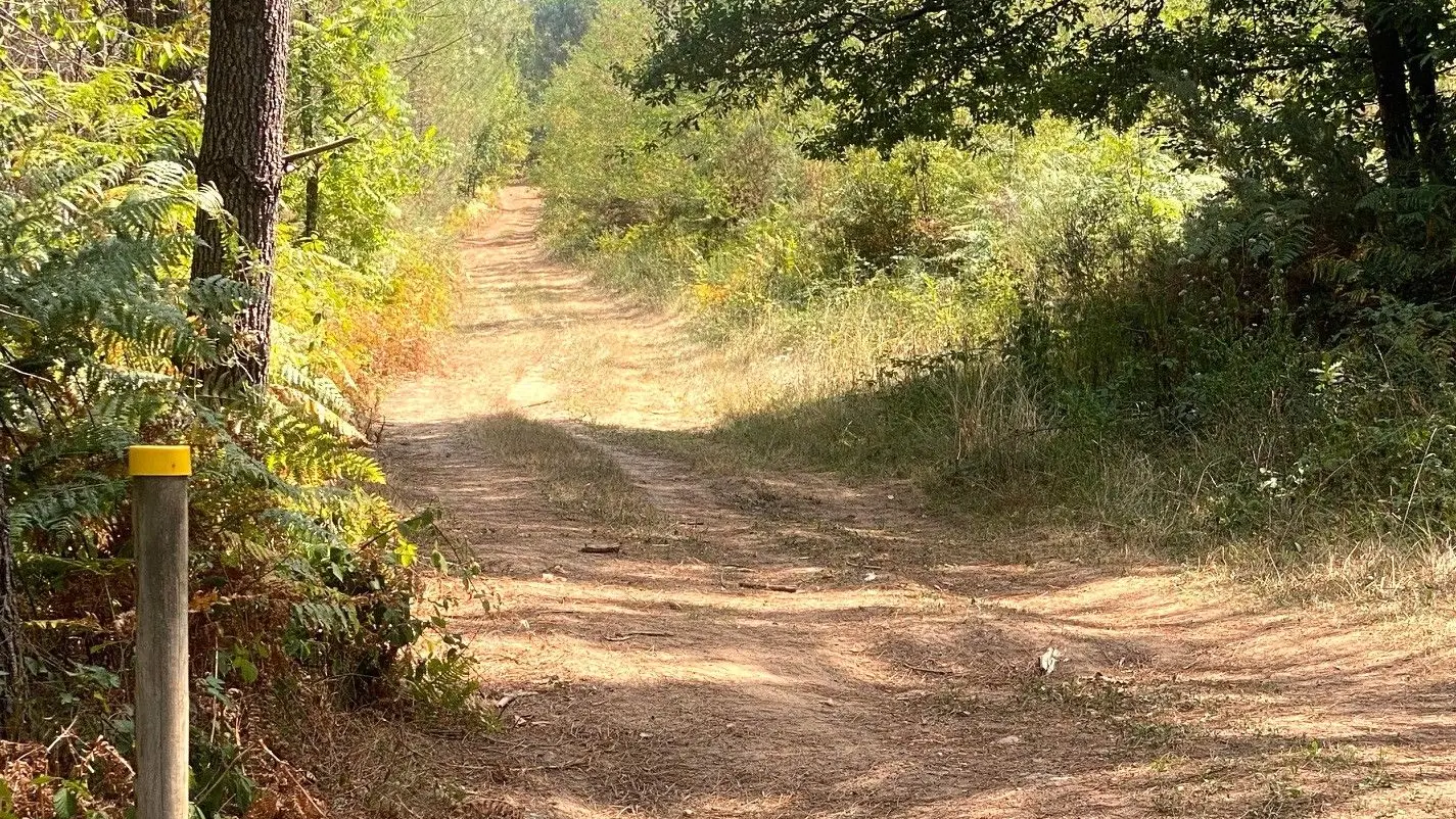 SAINT GERAC-Boucle de la Forêt-Chemin