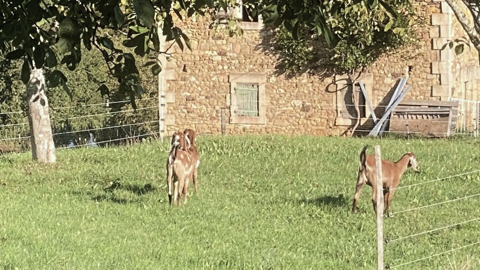 SAINT-GERMAIN-DE-BELVES-Boucle de Marcousin-Chèvre