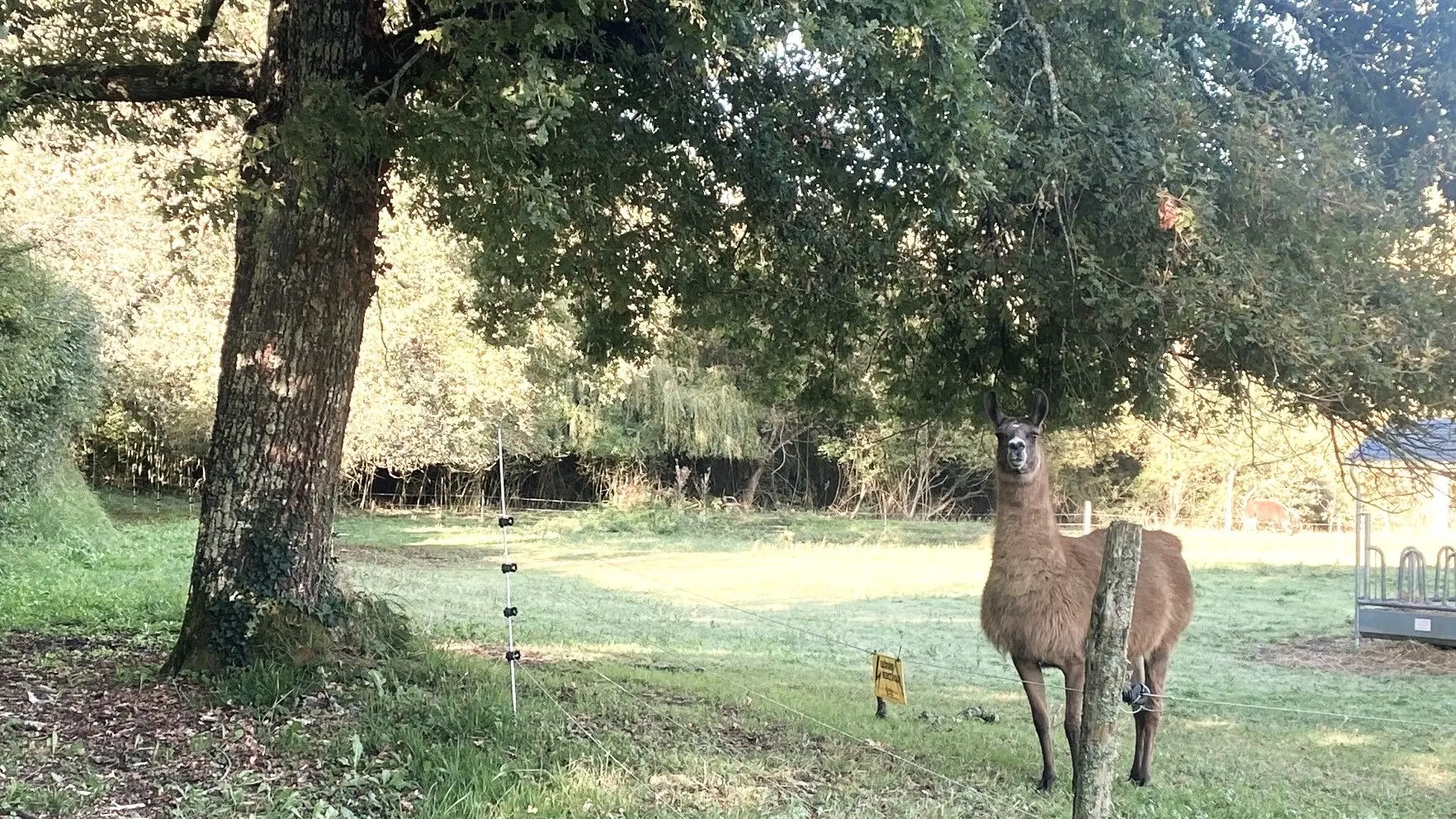 SAINT-GERMAIN-DE-BELVES-Boucle de Marcousin-Lama