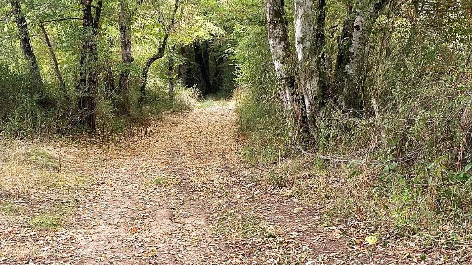 SAINT JORY LASBLOUX-Boucle de l'eau et de la forêt enchantée-chemin