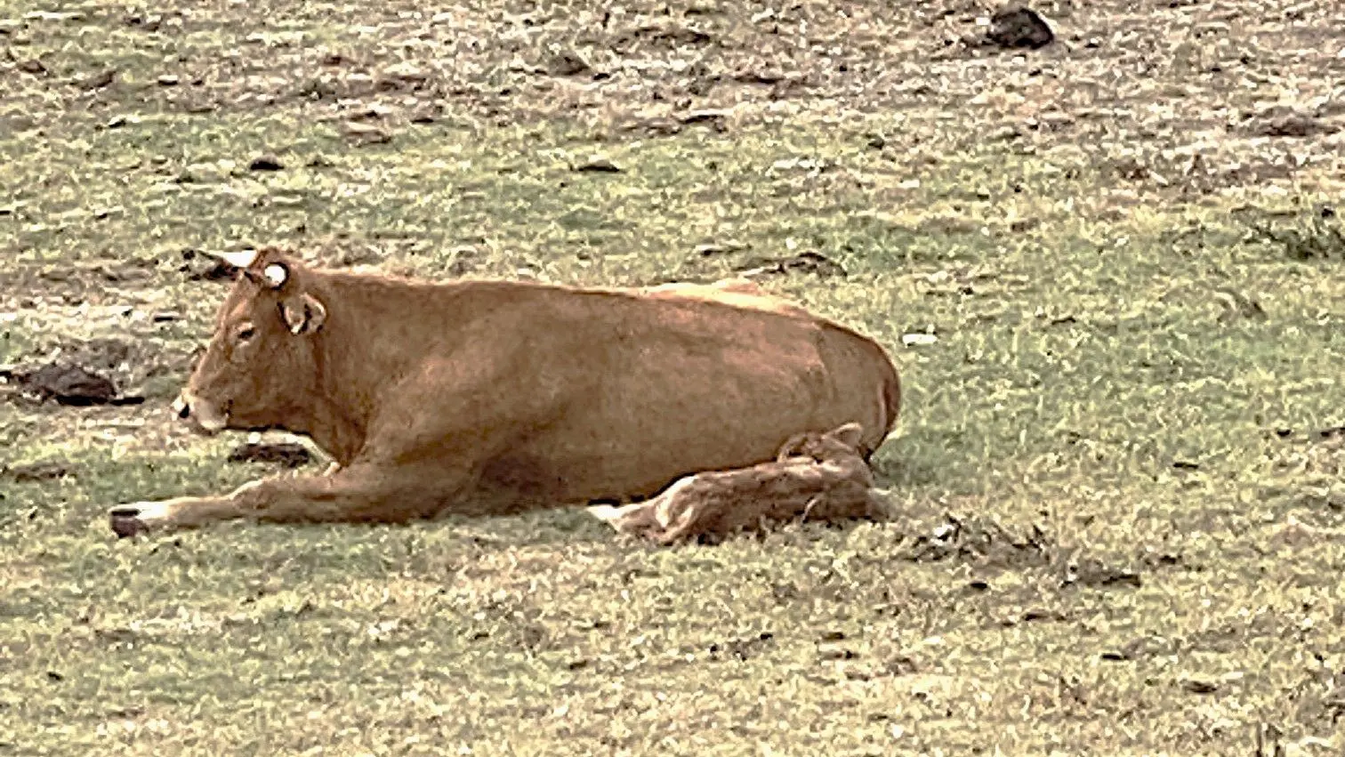 SAINT PAUL LIZONNE-Boucle de Saint Paul Lizonne-Veau 2