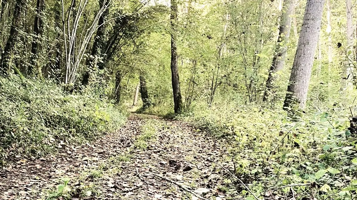 SAINT-SULPICE-DE-MAREUIL-Boucle de Saint Sulpice-Chemin