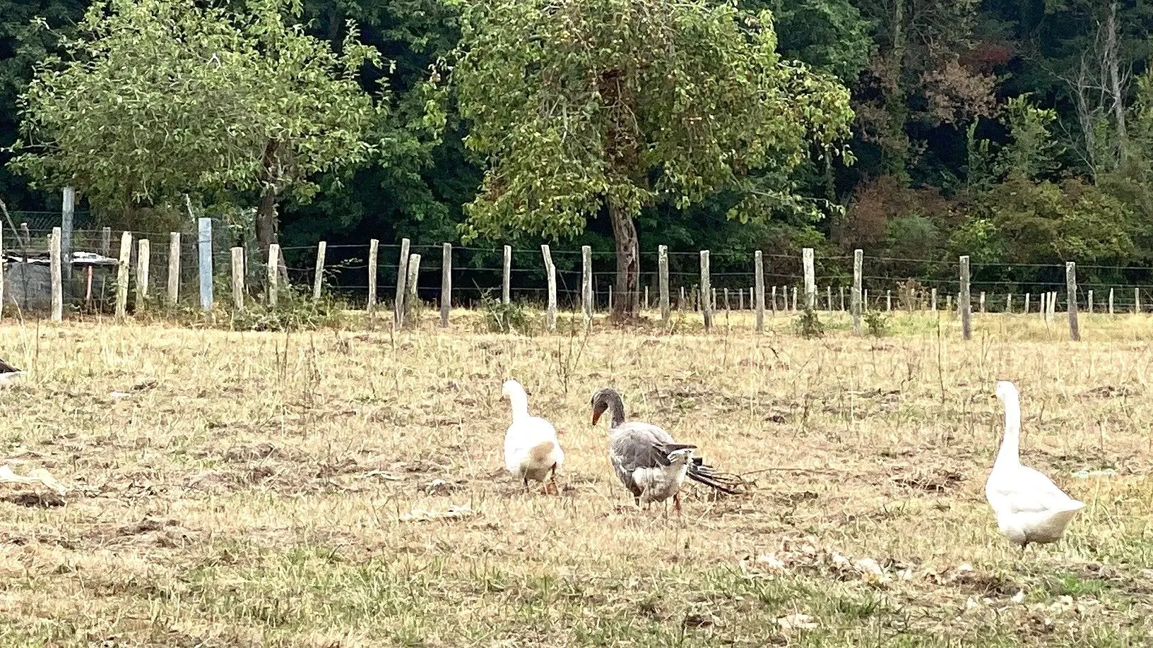 SAINT VINCENT DE CONNEZAC-Boucle du Grand Claud-Canard