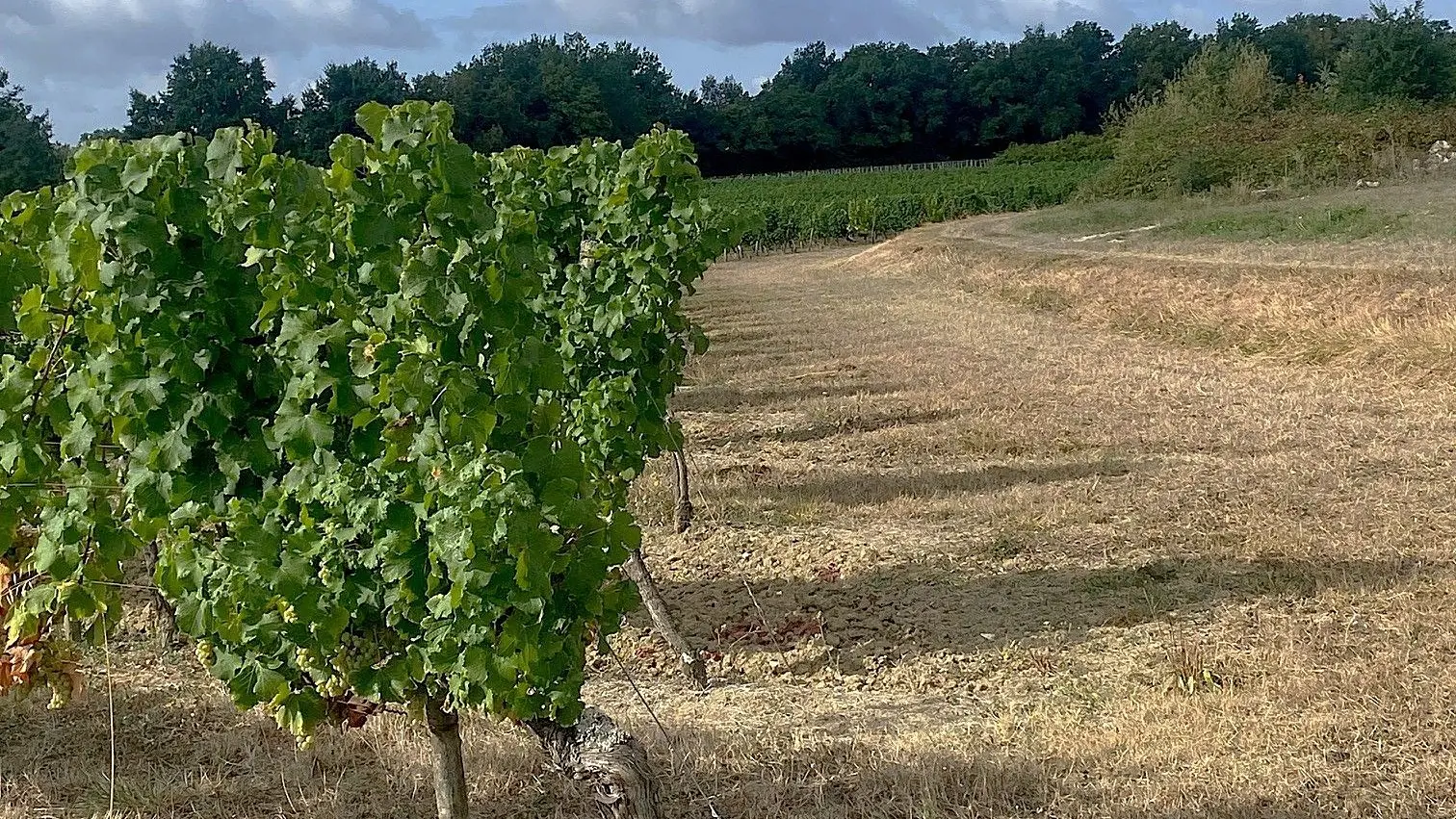 SAINT-VIVIEN-Boucle de St Vivien-Chemin-Vignes