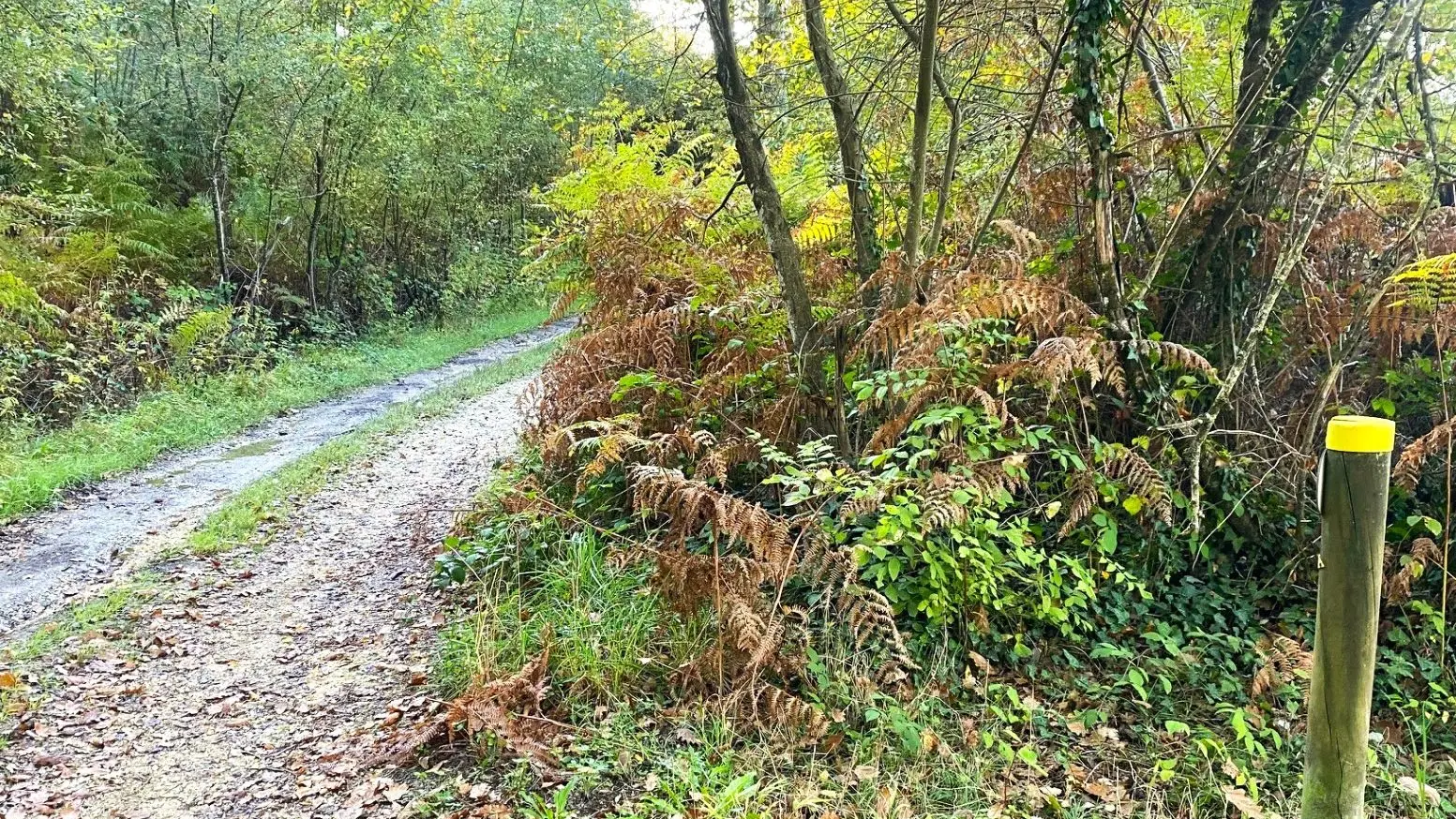 SALAGNAC-Etang de Born-Chemin 2