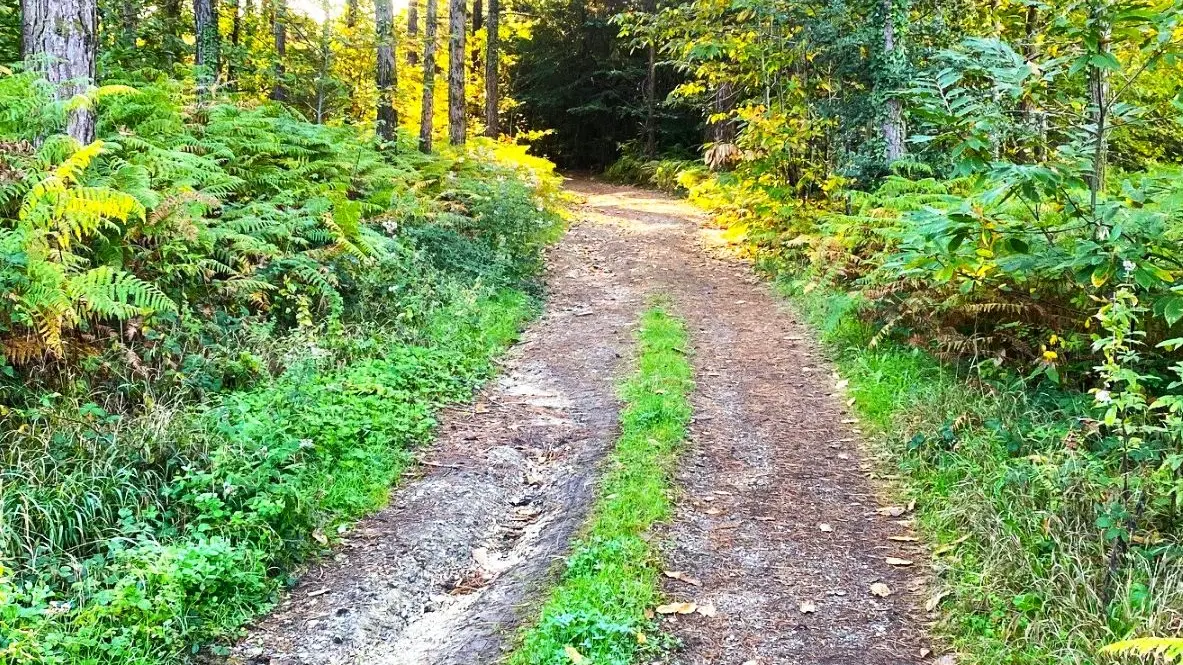 SALAGNAC-Etang de Born-Chemin