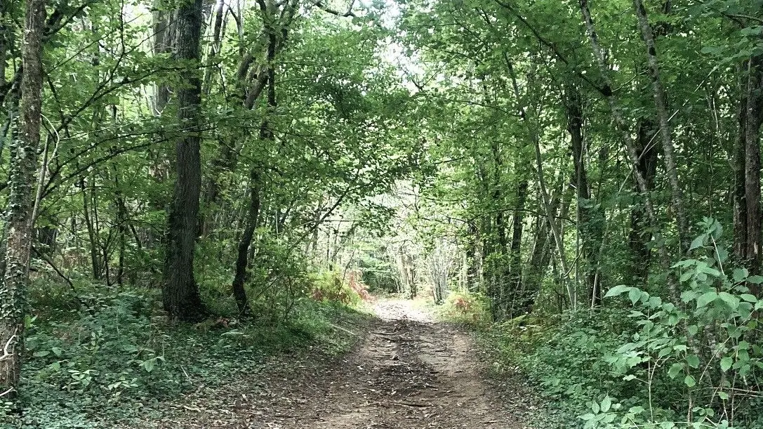 SIORAC-EN-PERIGORD-Boucle de Raunel-Chemin