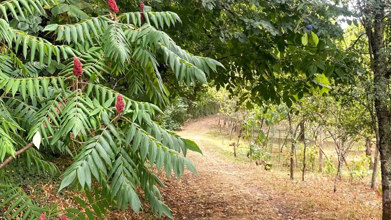 SOURZAC-Boucle de la patte de chien-Chemin