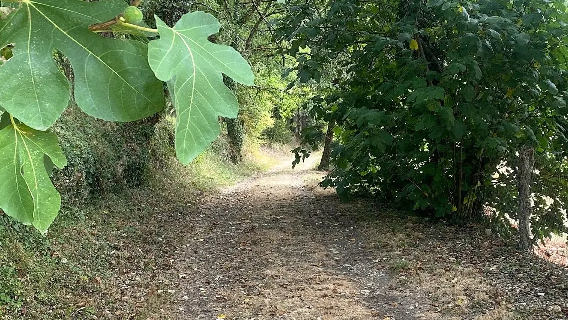 SOURZAC-Boucle des 3 fontaines-Chemin