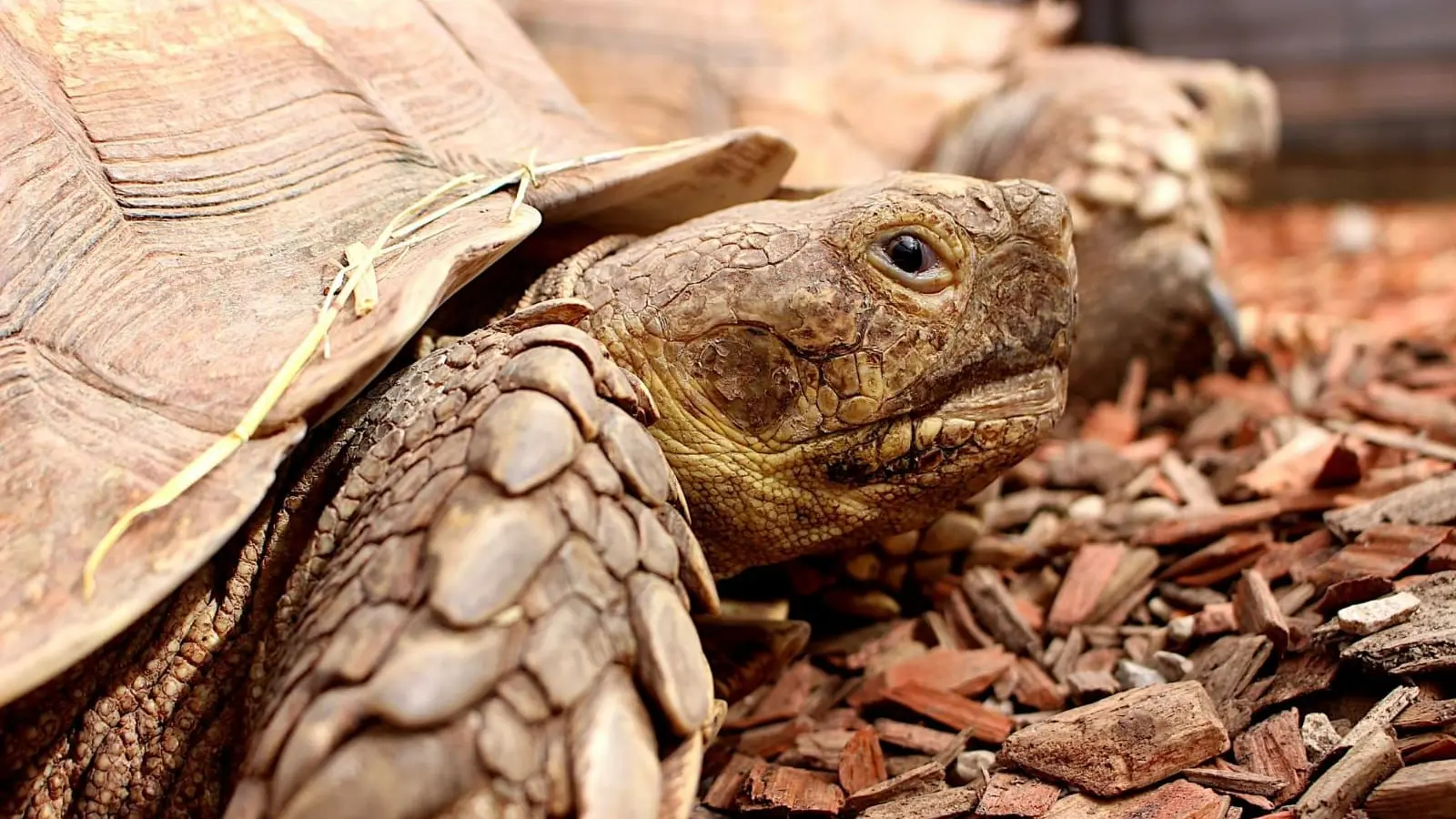 SULCATA