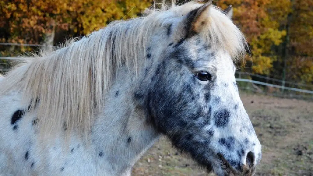 Ferme Equestre La Margotière