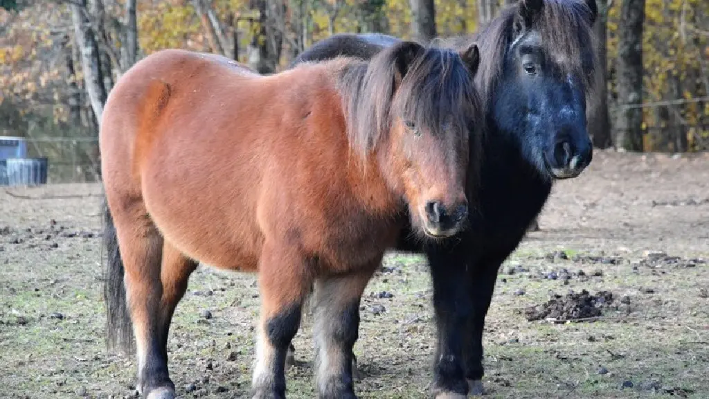 Ferme Equestre La Margotière