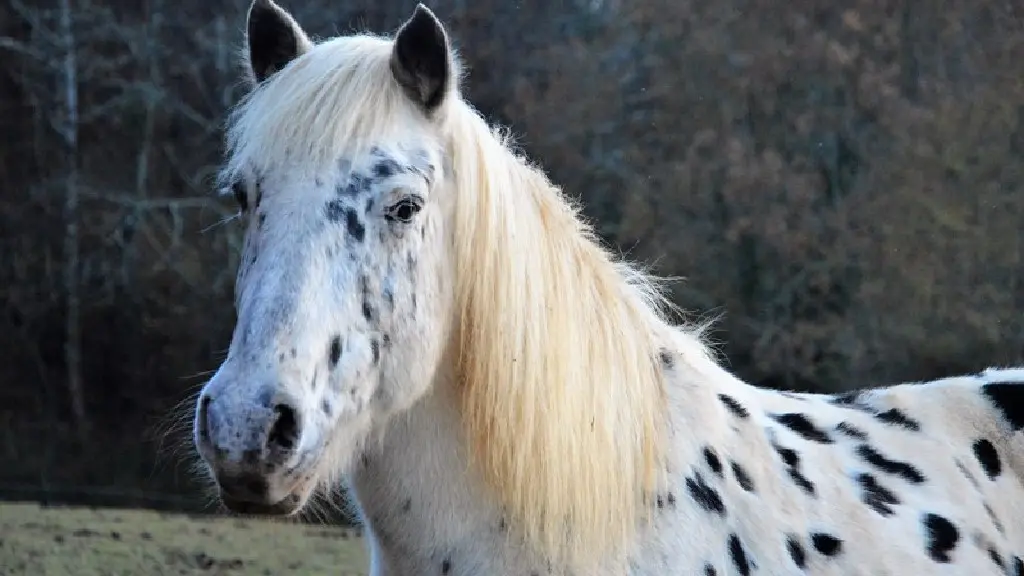 Ferme Equestre La Margotière