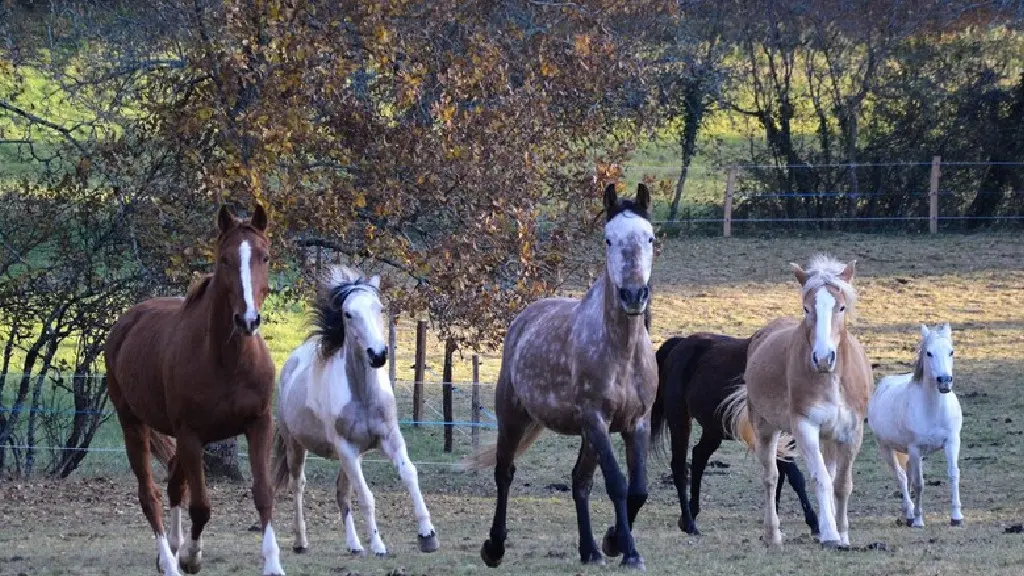 Ferme Equestre La Margotière