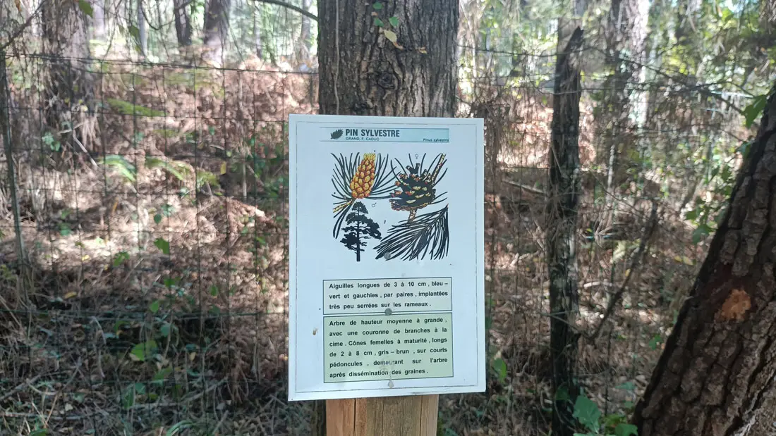 Saint Sauveur de Bergerac (28)