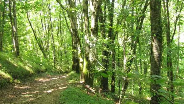 Sous-bois de la forêt