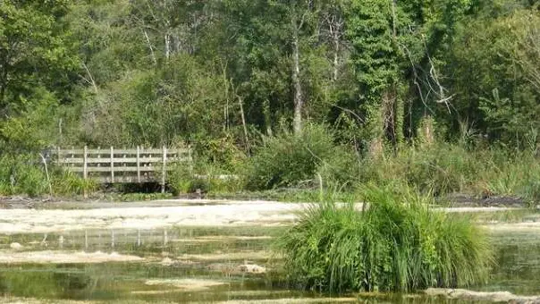 Tourbieres-de-Vendoire--OT-Pays-Riberacois--13-