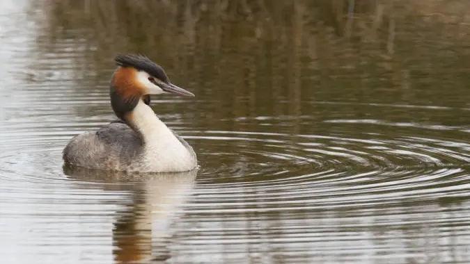 Très bel oiseau, le grèbe huppé se rencontre sur tous les plans d'eau